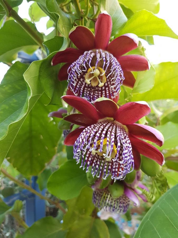 Sea Flower Villa Bali Crete Vlikhádha 외부 사진